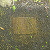 Plants: image 83 Of 102 Thumb